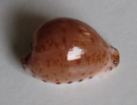Cypraea algoensis liltvedi 1)  Lorenz, 2017